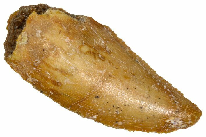 Serrated Raptor Tooth - Real Dinosaur Tooth #376815